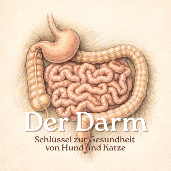 Der Darm | 3-teilige Live-Online-Seminarreihe